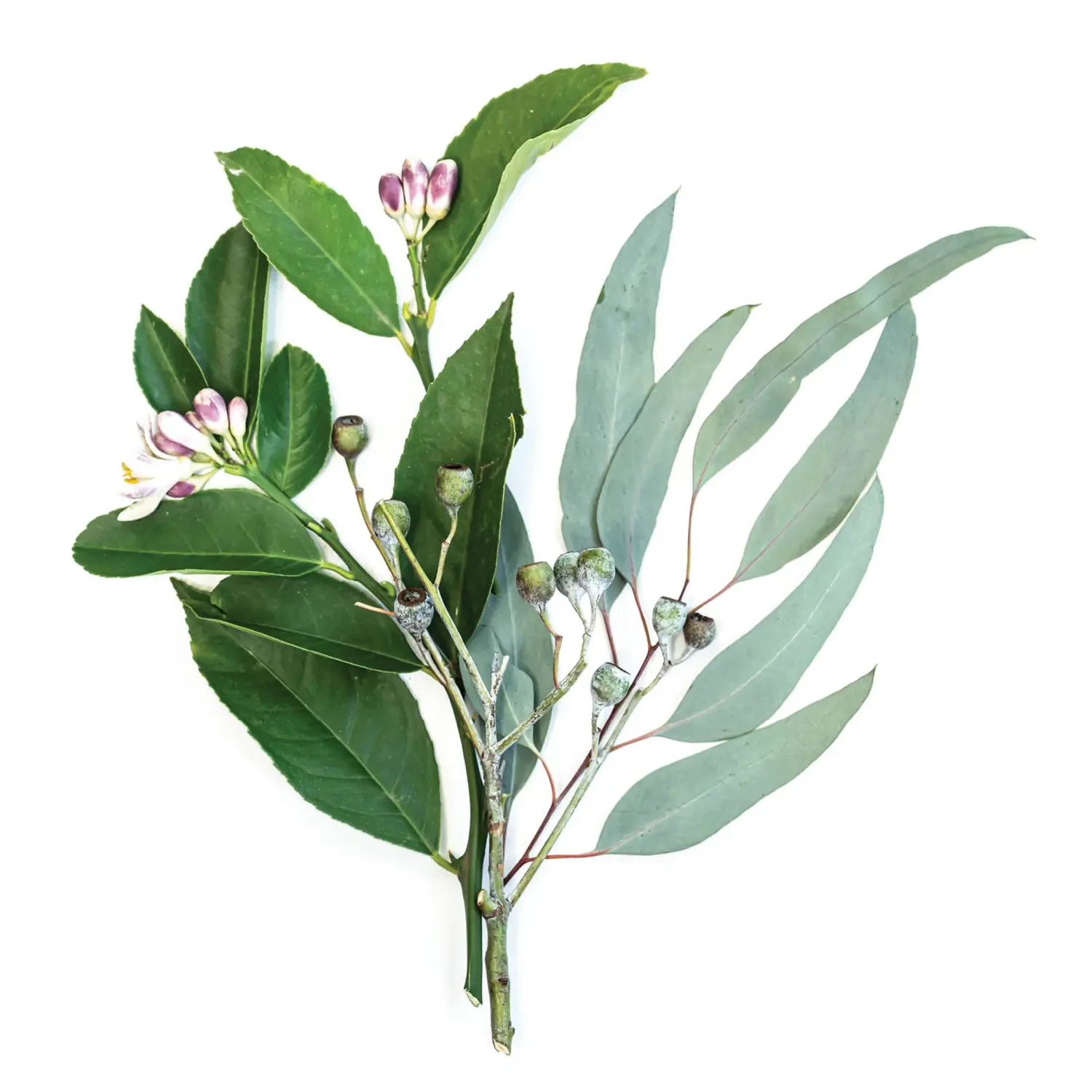 Detergent de rufe delicat pentru bebelusi, Bondi Wash, eucalipt si neroli, 1000 ml