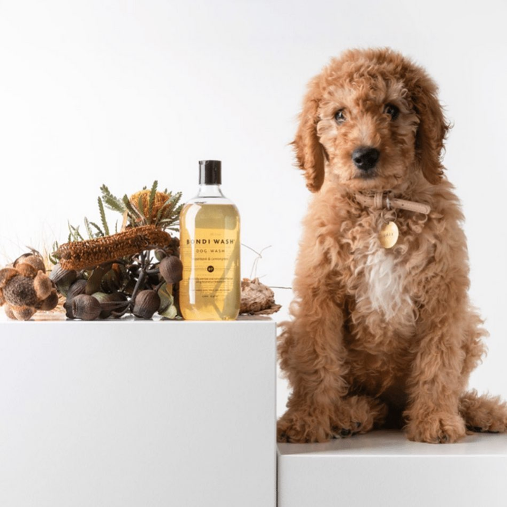 sampon pentru caini, bondi wash, paperbark si citronela, premium, 100% vegan, potrivit si pentru piele sensibila, formula imbogatita cu uleiuri esentiale, antibacterian, antifungic, anti-insecte, caine langa produs, fundal alb cu flori uscate