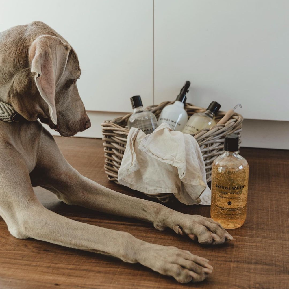 Sampon pentru caini, Bondi Wash, paperbark si citronela, 500 ml